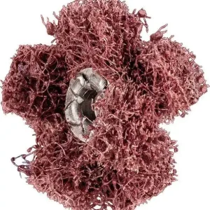 Gwiazda ścierna POLINOX, T 25-2 A 280 Pferd Nowość